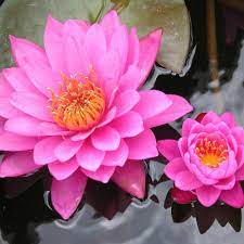 Lotus Water Soluble Fragrance | 1Ved