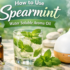 How to Use Eucalyptus Water Soluble Aroma Oil